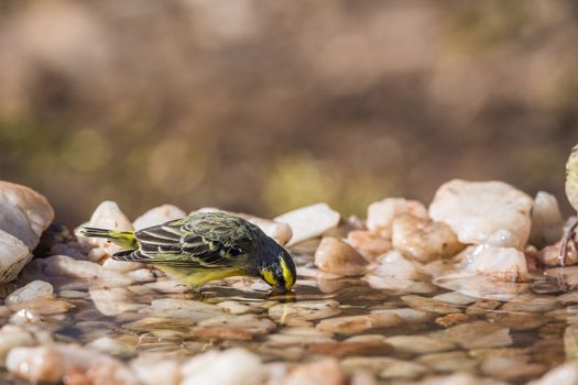 Yellow fronted Canary drinking at waterhole in Kruger National park, South Africa ; Specie Crithagra mozambica family of Fringillidae