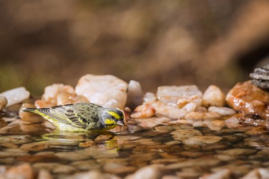 Yellow fronted Canary bathing at waterhole in Kruger National park, South Africa ; Specie Crithagra mozambica family of Fringillidae