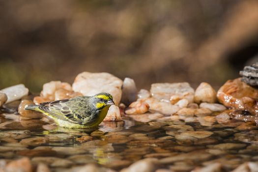 Yellow fronted Canary bathing at waterhole in Kruger National park, South Africa ; Specie Crithagra mozambica family of Fringillidae