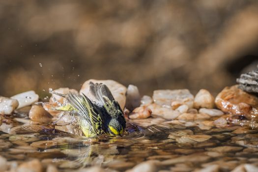 Yellow fronted Canary bathing at waterhole in Kruger National park, South Africa ; Specie Crithagra mozambica family of Fringillidae