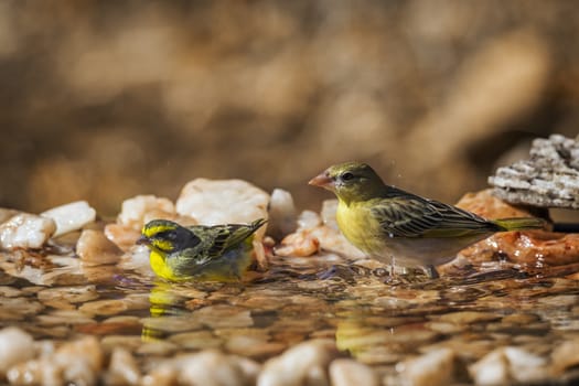 Yellow fronted Canary and village weaver bathing at waterhole in Kruger National park, South Africa ; Specie Crithagra mozambica family of Fringillidae