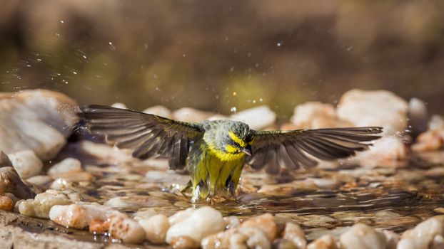 Yellow fronted Canary taking of from waterhole in Kruger National park, South Africa ; Specie Crithagra mozambica family of Fringillidae