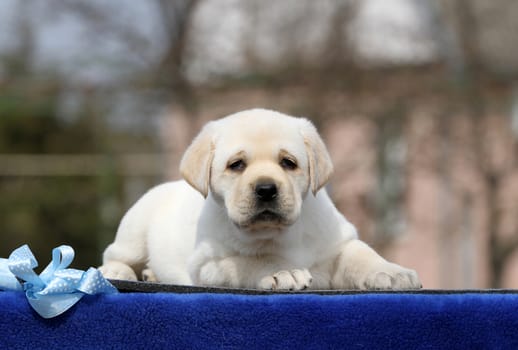a yellow labrador puppy on the blue background