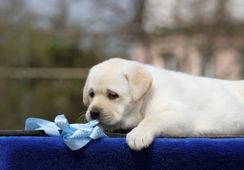 the yellow labrador puppy on the blue background