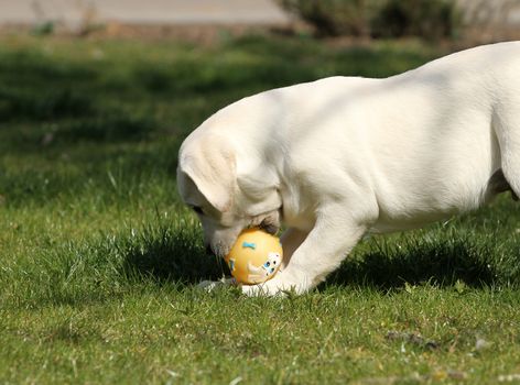 the yellow labrador playing in the park
