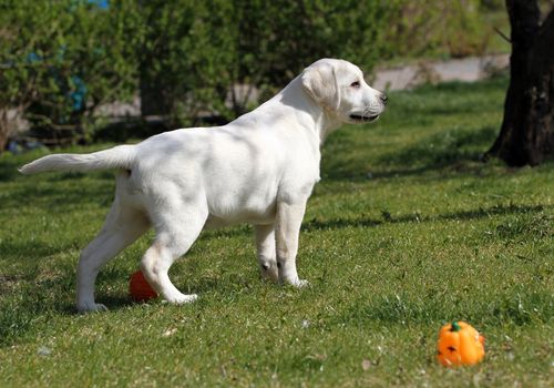 yellow labrador playing in the park