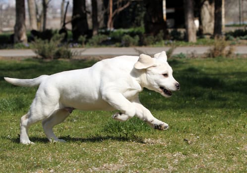 a nice yellow labrador playing in the park