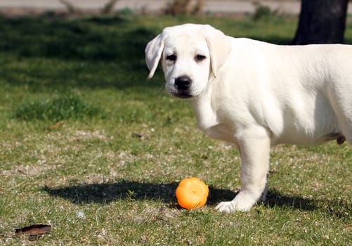 sweet nice yellow labrador playing in the park