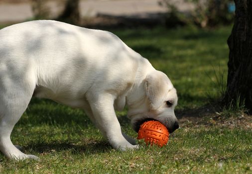 a yellow labrador playing in the park