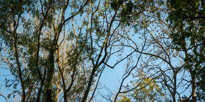 Big and tall trees are seen in woods Natural treescape on scenic woodland trail. Soft backlit view as afternoon sun shines through branches and trunks