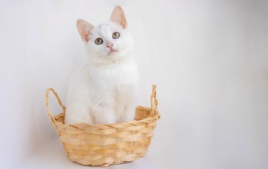 Home-made little white kitten sitting in a basket on a white background.