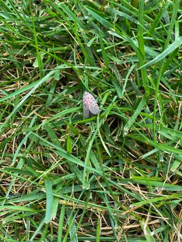 An Adult Spotted Lanternfly in a Patch of Grass in Elkins Park, Pennsylvania