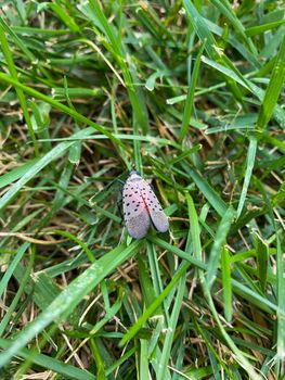An Adult Spotted Lanternfly in a Patch of Grass in Elkins Park, Pennsylvania
