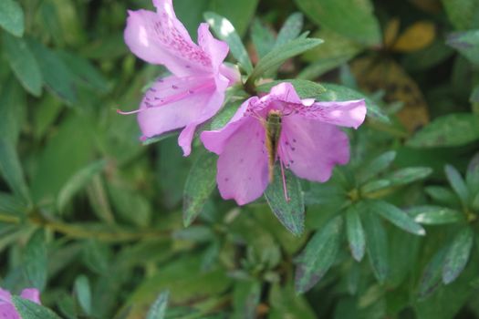 Close up view of pink flowers with pink petals in spring season. A flower background for text and love messages