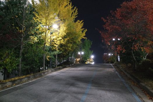 Night view of a paved pedestrian way or walk way with trees on sides for public walk