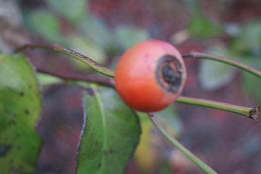 Close up of ripe red berries on branches of rose hips tree with golden leaves in autumn season