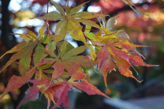 Closeup view of colorful vibrant leaves in fall season during autumn. Ivy in autumn with red and green leaves hanging from trees with twigs and branches