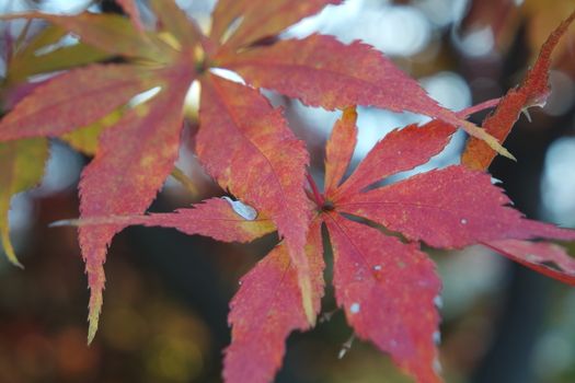 Closeup view of colorful vibrant leaves in fall season during autumn. Ivy in autumn with red and green leaves hanging from trees with twigs and branches