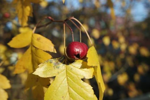 Close up of ripe red berries on branches of rose hips tree with golden leaves in autumn season