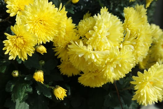 Closeup view of lovely yellow flower against a green leaves blurred background. This flower is found in South Korea.