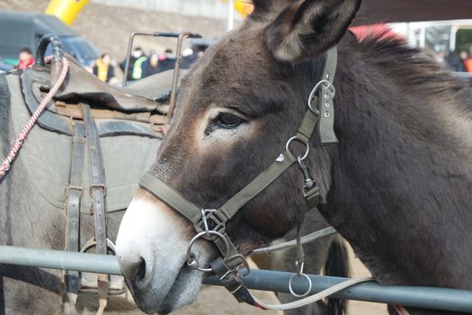 Brown donkey face with big eyes and large ears looking at camera standing inside a fence. Close-up on a donkey head profile in a natural environment in day time.