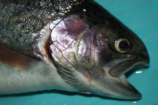 Fish closeup with a gray or grey and silver shiny skin scales isolated on a blue background. Fish skin texture pattern background.