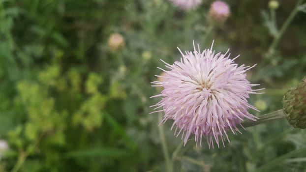 Perennial thistle plant with spine tipped triangular leaves and purple flower heads surrounded by spiny bracts. Cirsium verutum thistle also known as Cirsium involucratum.