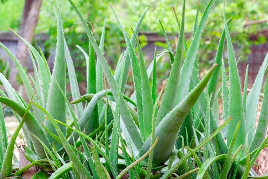 Closeup of drops of rain on aloe vera, It is a plant that has many benefits in medicine and beauty to be extracted into cosmetics as well as food or drink.