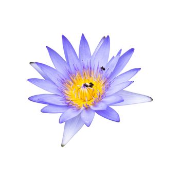 Purple lotus flowers that are blooming in full, showing beautiful stamens isolated on white background, with clipping path.