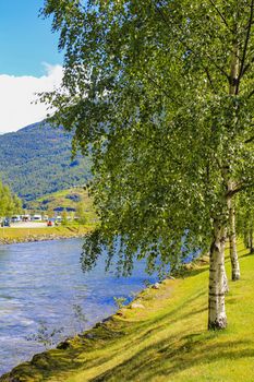 Birch trees and river in beautiful Flåm in Aurlandsfjord Aurland Vestland Sognefjord in Norway.