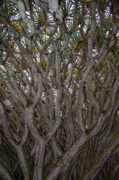 Walk on the Azores archipelago. Discovery of the island of Pico, Azores. Portugal. Madalena