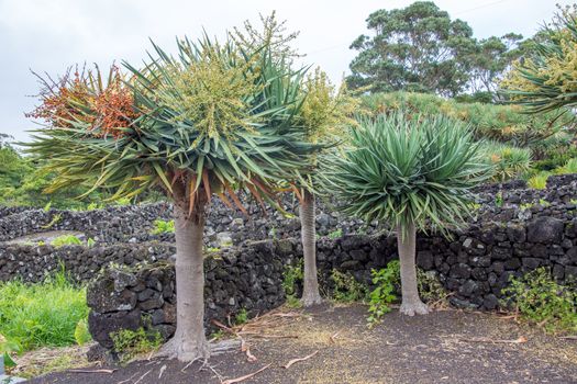 Walk on the Azores archipelago. Discovery of the island of Pico, Azores. Portugal. Madalena