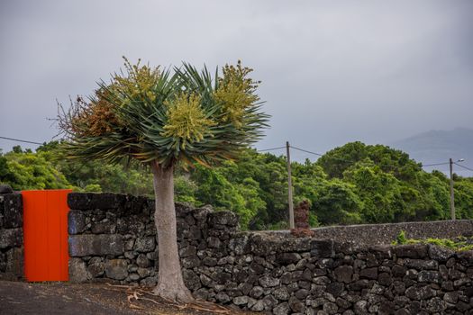 Walk on the Azores archipelago. Discovery of the island of Pico, Azores. Portugal. Madalena
