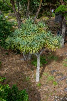 Walk on the Azores archipelago. Discovery of the island of Pico, Azores. Portugal. Madalena
