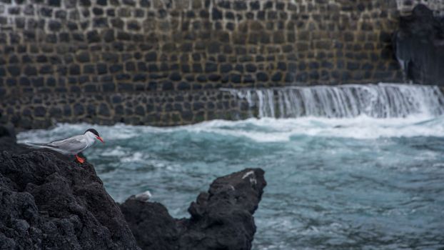 Walk on the Azores archipelago. Discovery of the island of sao jorge, Azores. Portugal , Velas