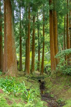 Walk on the Azores archipelago. Discovery of the island of sao jorge, Azores. Portugal , Velas