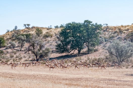 A herd of springbok grazing in the arid Kgalagadi