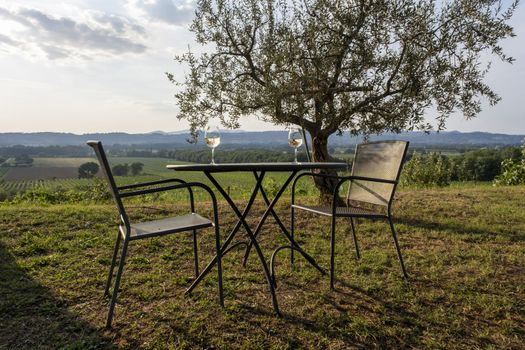 Two glasses of wine at sunset at a vineyard in tuscany, Italy
