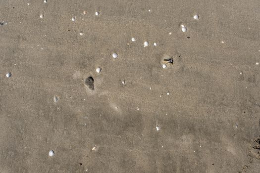 Sand with shells and pebbles on the seashore in sunny weather. Lovely sand background.