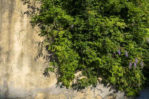 Beautiful background of green ivy creeper on cement wall in lucca italy