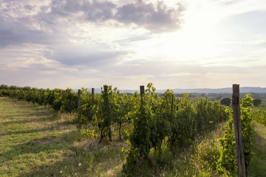 Typical Tuscan landscape with beautiful vineyards in Italy