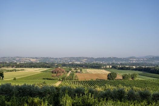 Typical Tuscan landscape with beautiful vineyards in Italy