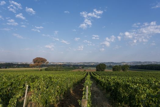 Typical Tuscan landscape with beautiful vineyards in Italy