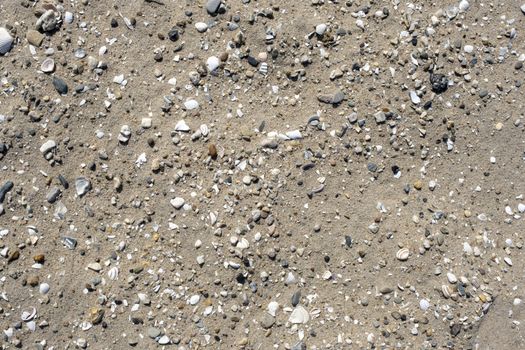 Sea shells on beach sand. Summer beach background. Top view