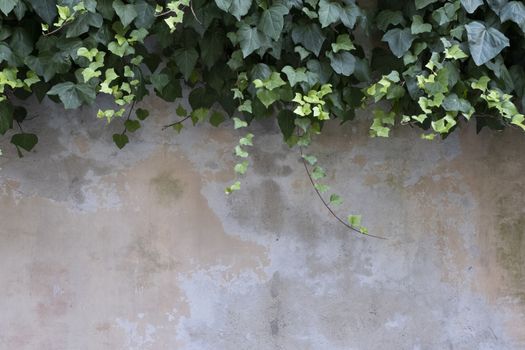 brick wall with copy space framed by Ivy