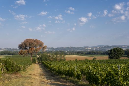 Panoramic view of scenic Tuscany landscape with vineyard in the Chianti region, Tuscany, Italy.
