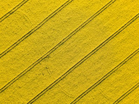 Aerial drone view of a yellow rapeseed field.