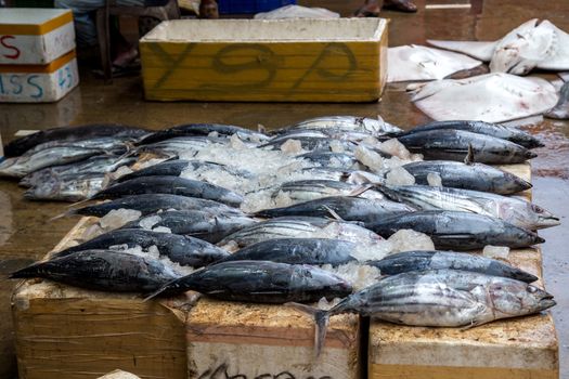 Negombo, Sri Lanka - July 25, 2018: Dead fish aligned on boxes at the early morning fish market