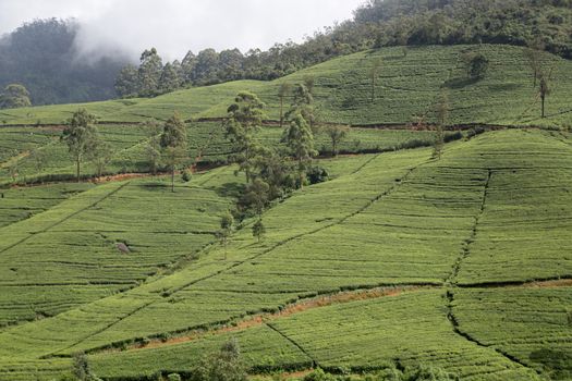 Nuwara Eliya, Sri Lanka - August 6, 2018: Green tea fiels of the Edinburgh tea plantation