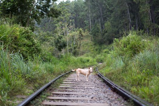Ella, Sri Lanka - August 5, 2018: A dog standing on train tracks